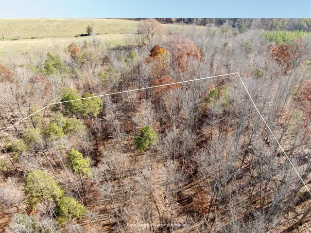 a view of a forest with a mountain