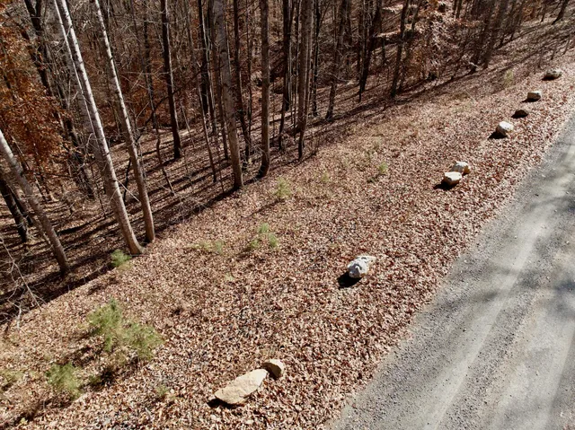 a view of a backyard with large trees