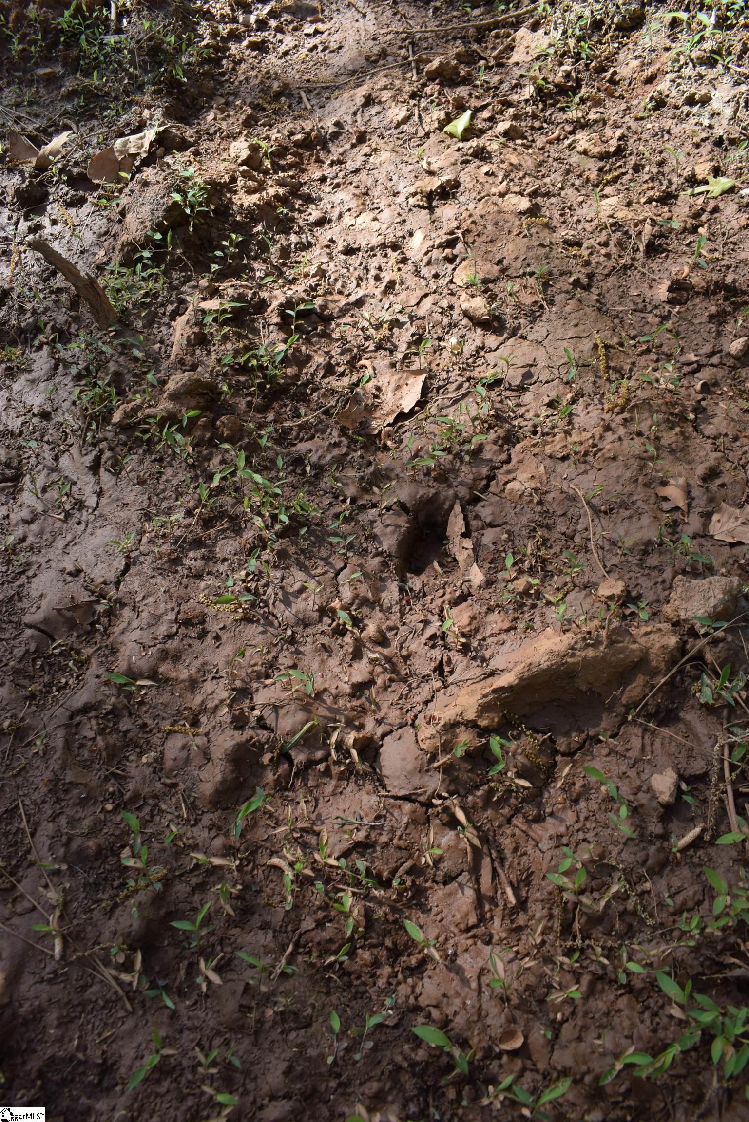 277 Philadelphia Church Road Ellenboro, NC 28040 - Photo 12 of 34