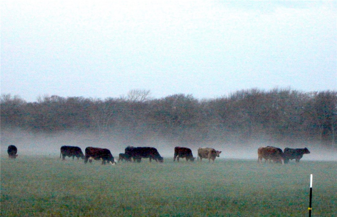 102 Rd Axtell Tx 76673 Road Mount Calm, TX 76673 - Photo 26 of 42