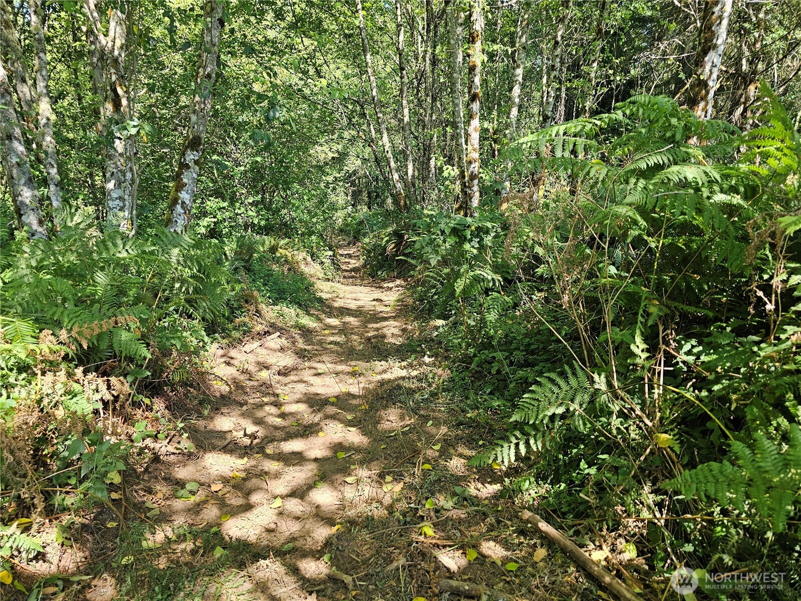 1210 Stella Road Longview, WA 98632 - Photo 20 of 28 a view of a lush green forest