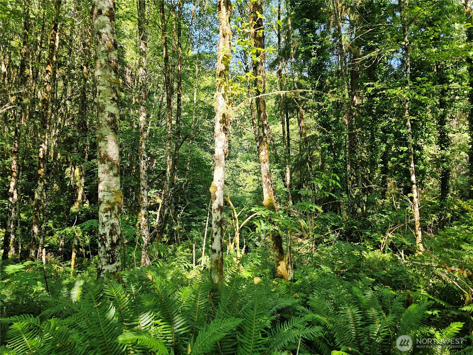 1210 Stella Road Longview, WA 98632 - Photo 21 of 28 a close up of a plant