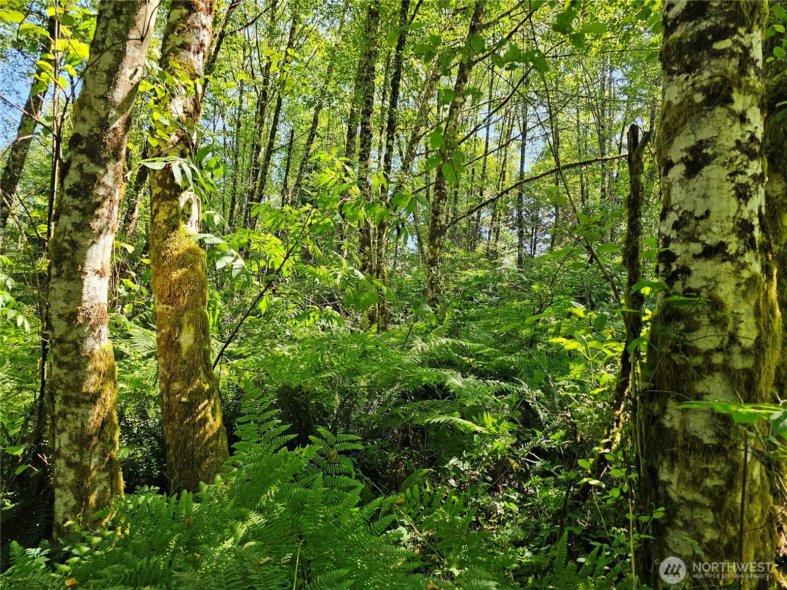1210 Stella Road Longview, WA 98632 - Photo 22 of 28 a view of a lush green forest