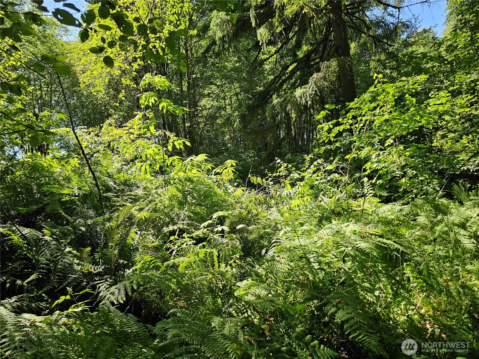 1210 Stella Road Longview, WA 98632 - Photo 23 of 28 a view of a tree