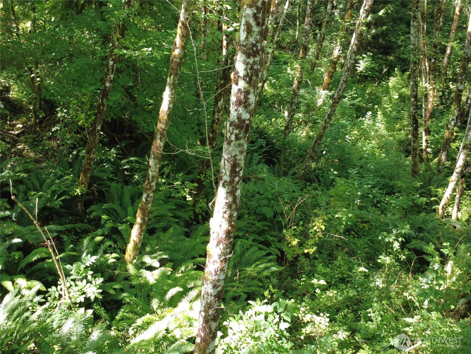 1210 Stella Road Longview, WA 98632 - Photo 25 of 28 a view of a lush green forest
