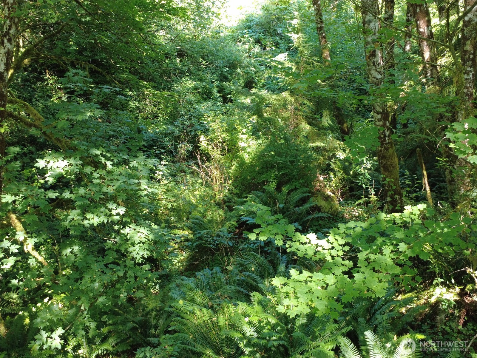 1210 Stella Road Longview, WA 98632 - Photo 26 of 28 a view of a lush green forest