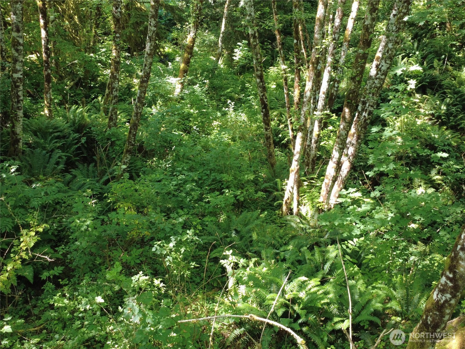 1210 Stella Road Longview, WA 98632 - Photo 27 of 28 a view of a lush green forest