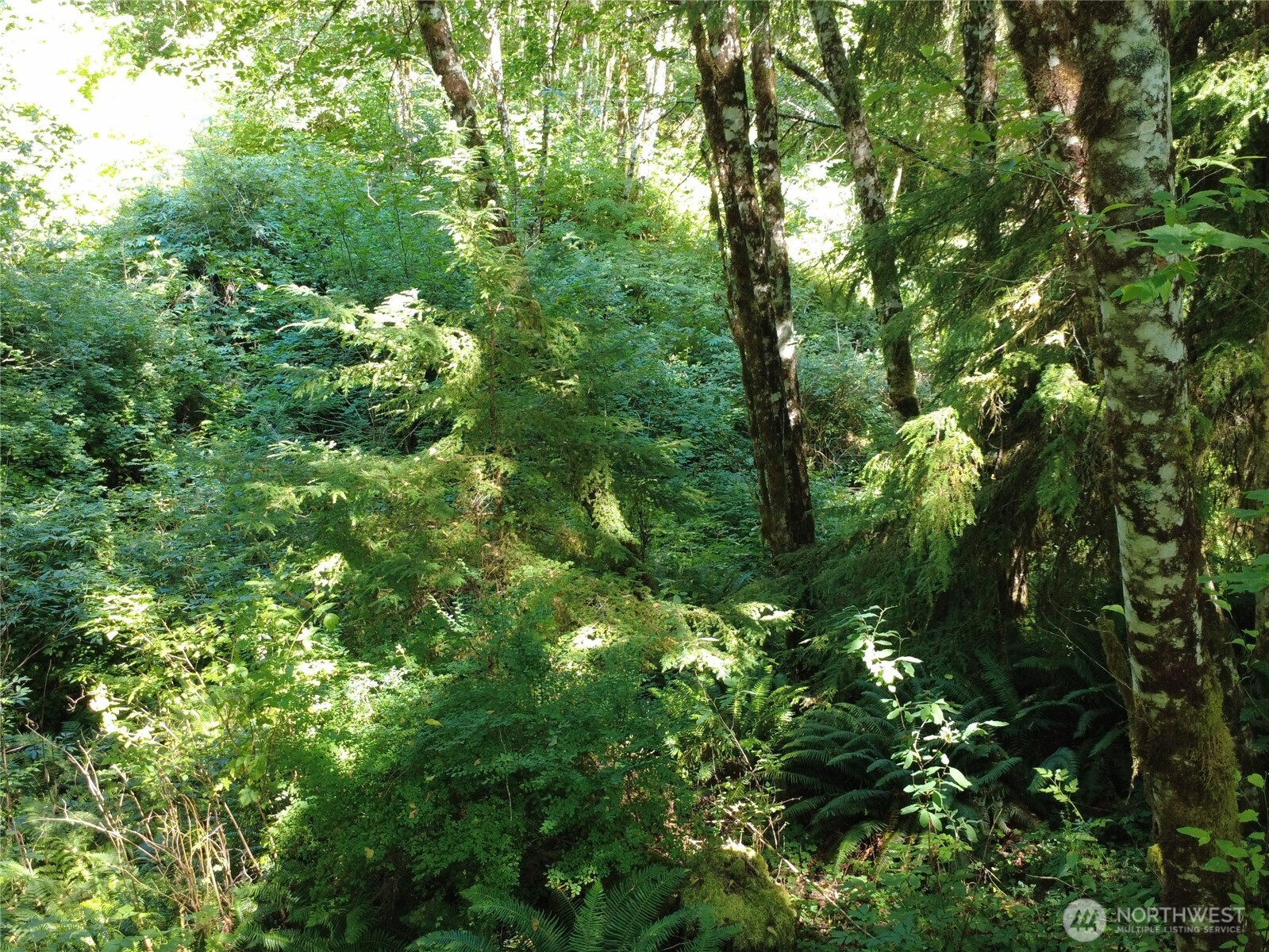 1210 Stella Road Longview, WA 98632 - Photo 28 of 28 a view of a lush green forest