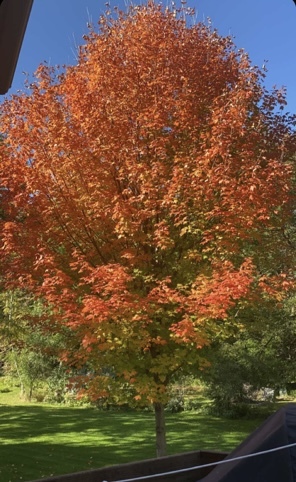 117 Fox Trot Dixon, IL 61021 - Photo 56 of 57