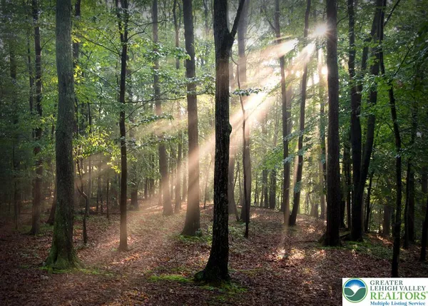 a view of a forest