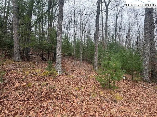 a view of a forest with trees in the background