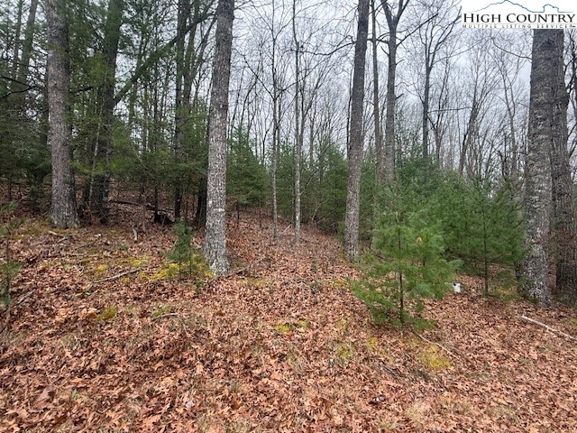 a view of a forest with trees in the background