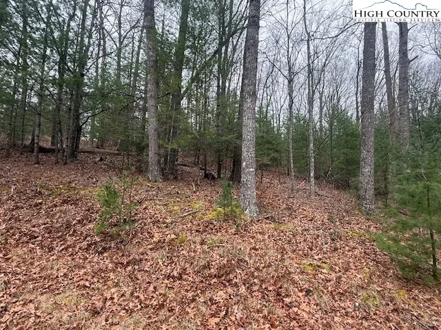 a view of a forest with trees in the background