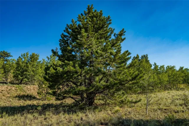 a view of a yard with a tree