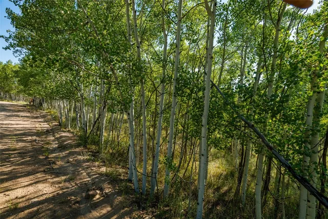 a view of a yard with plants and large trees