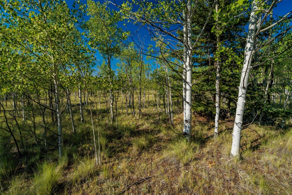 180 North Quarter Horse Road Como, CO 80456 - Photo 25 of 27 a view of a yard with plants and large trees