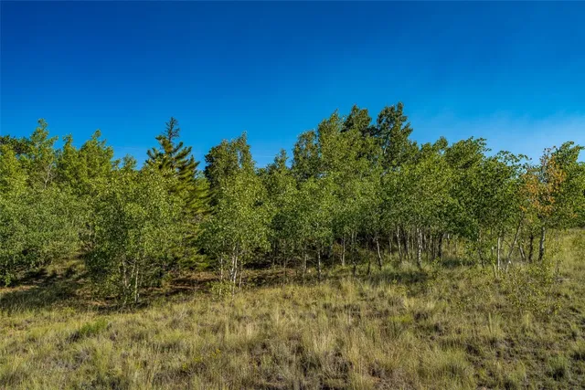 a view of a big yard with large trees