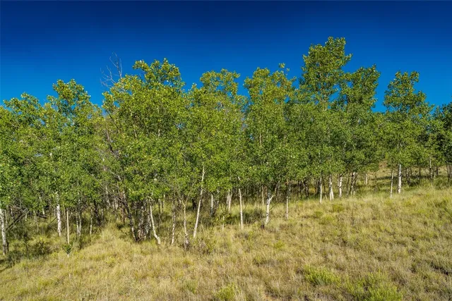 a view of a yard with plants and large trees