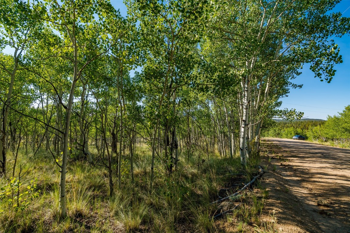 180 North Quarter Horse Road Como, CO 80456 - Photo 5 of 27 a view of a yard with plants and large trees