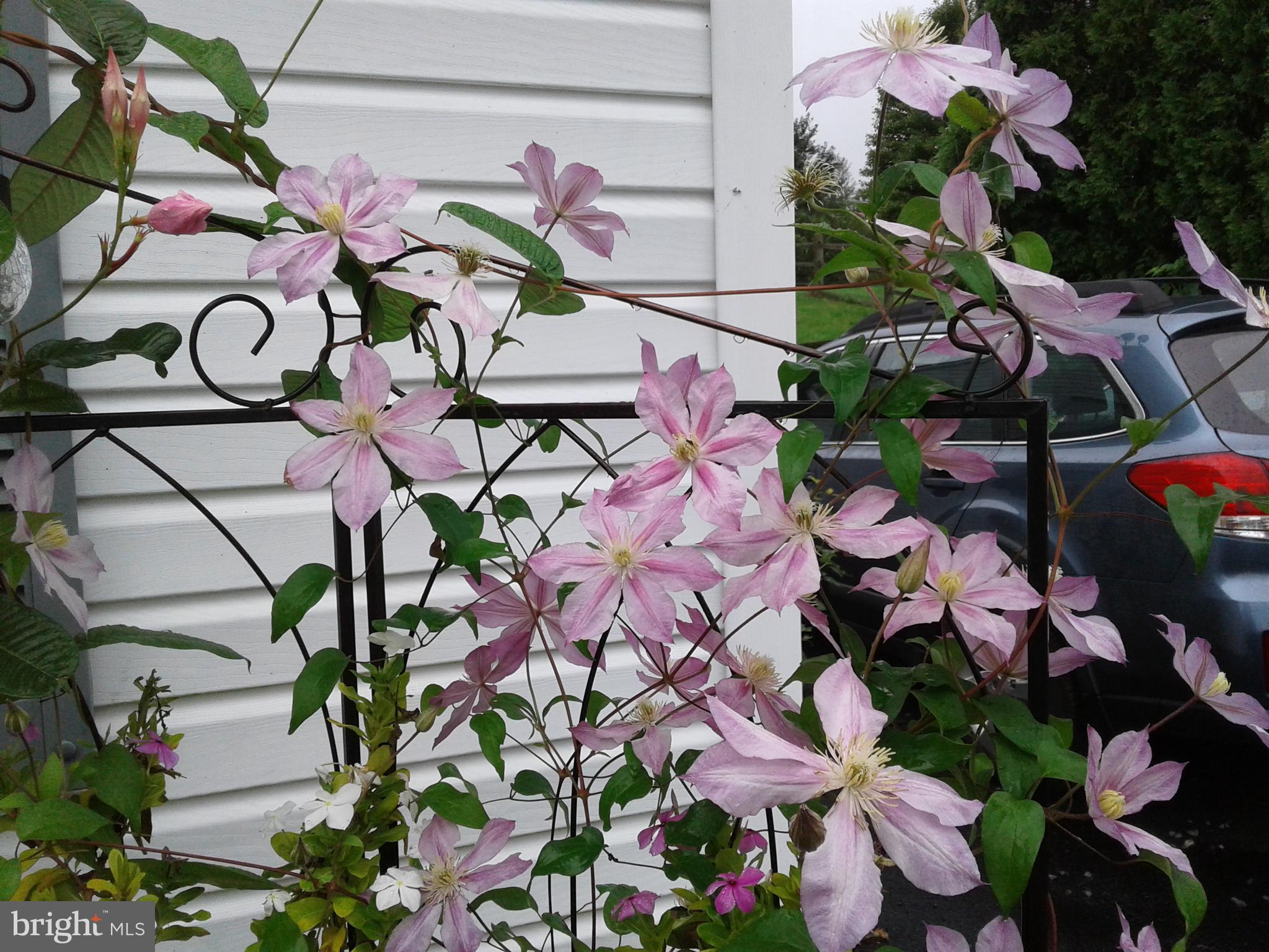 4668 Winding Road New Tripoli, PA 18066 - Photo 32 of 39 Clematis