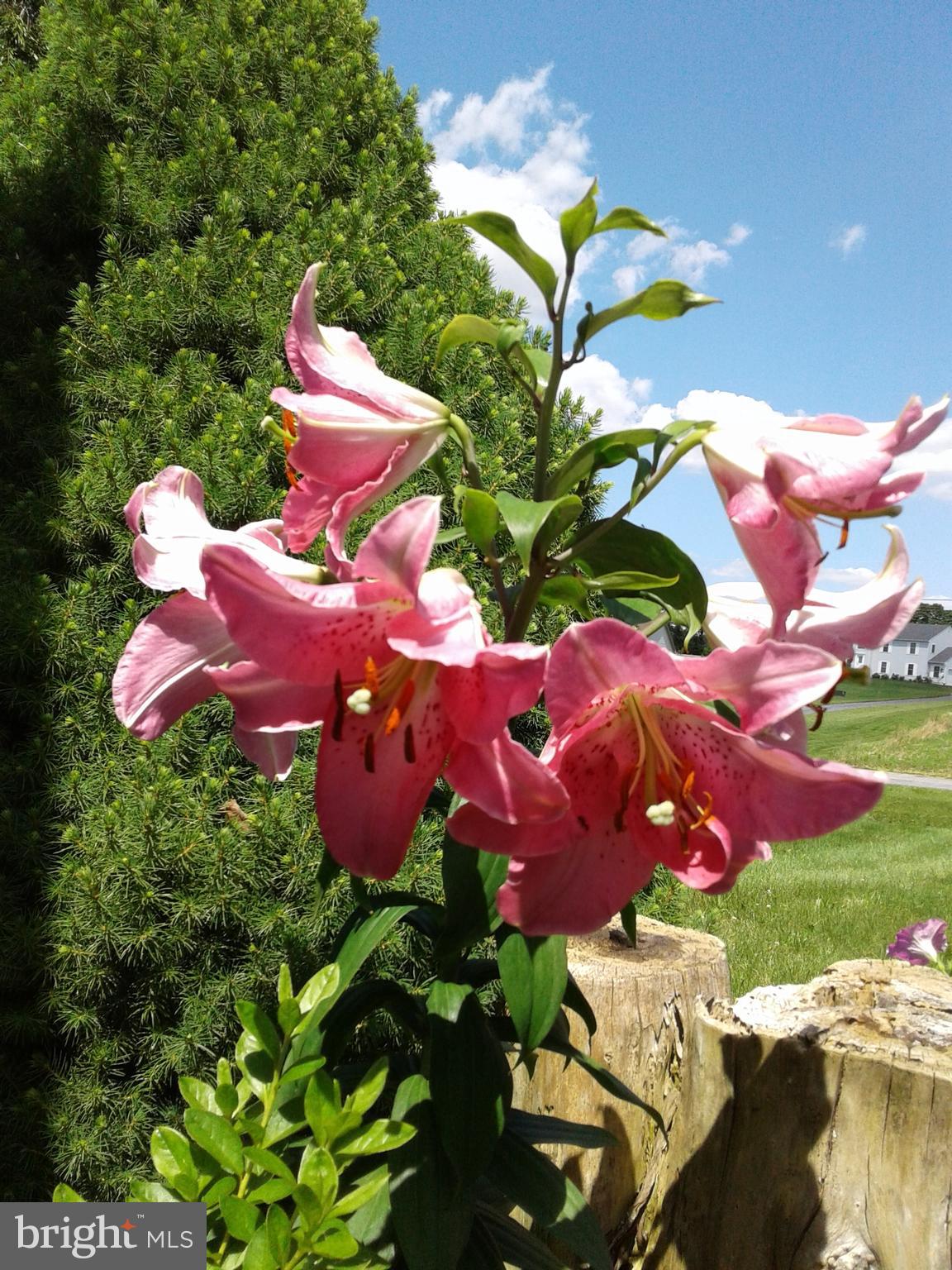 4668 Winding Road New Tripoli, PA 18066 - Photo 35 of 39 Lillies in Spring