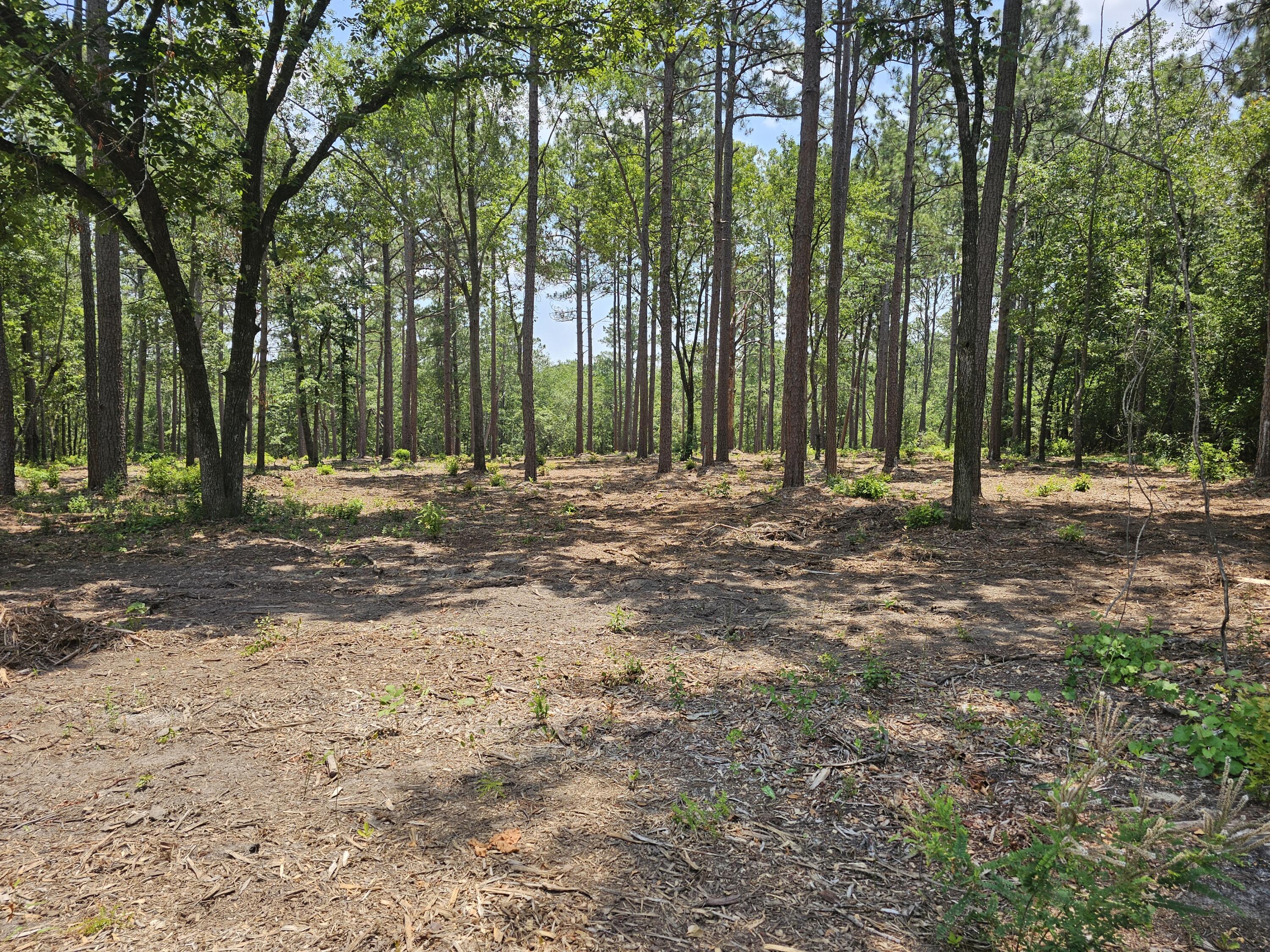 Lot 4 Snipes Road Aiken, SC 29801 - Photo 3 of 4