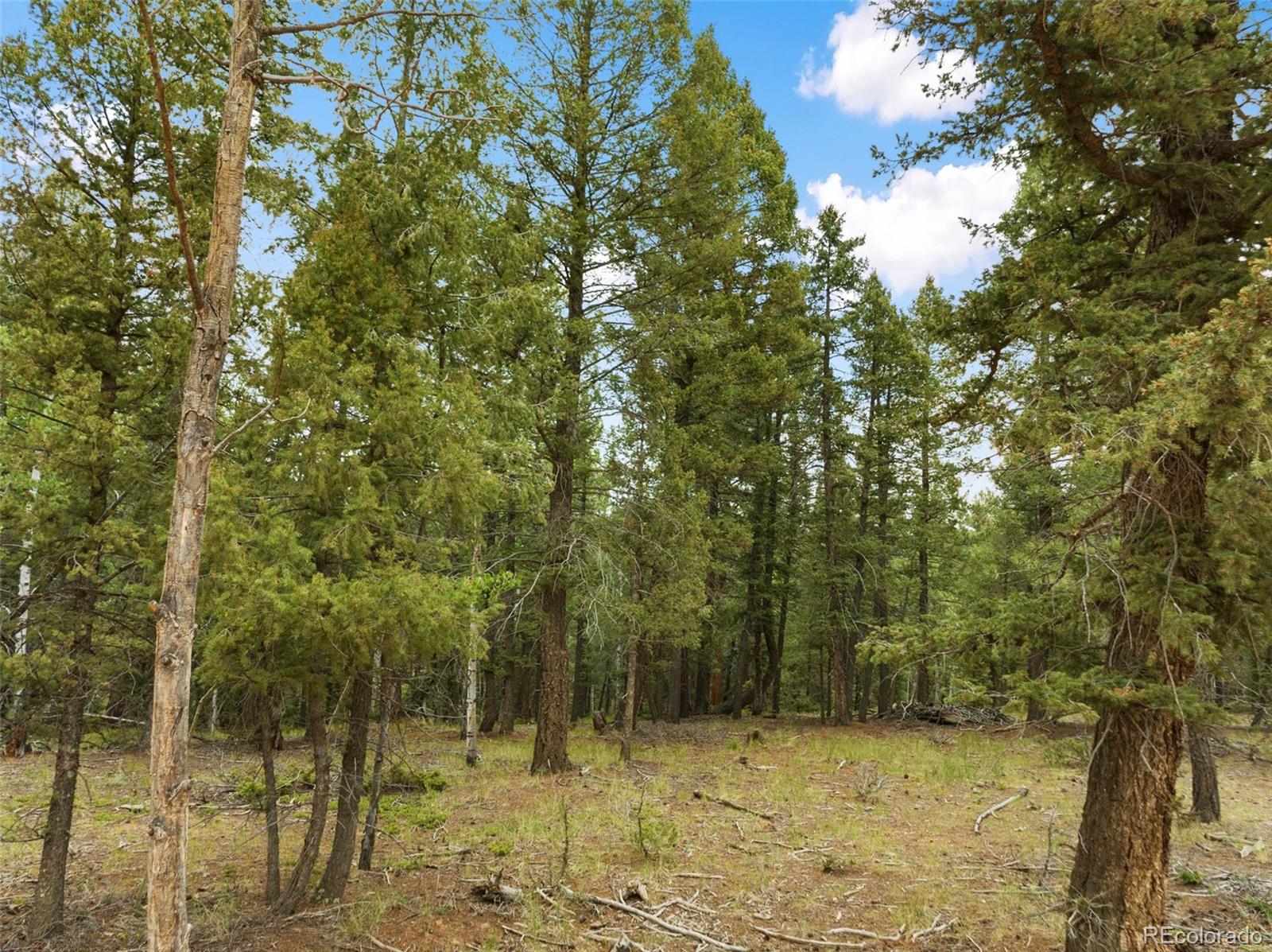 810 Ridge Road Divide, CO 80814 - Photo 3 of 27