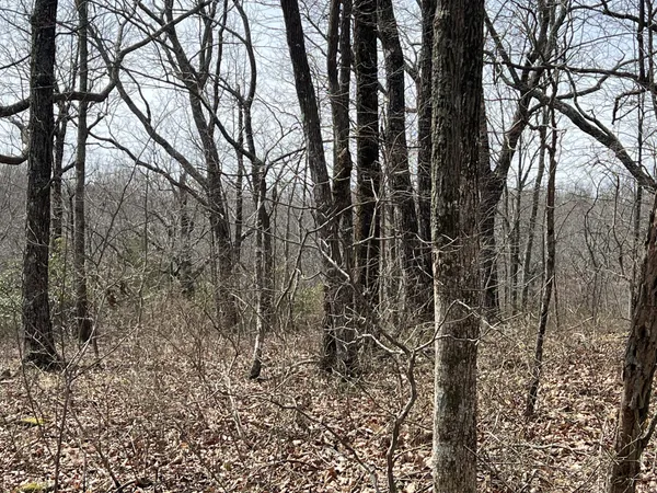 a view of a yard with trees