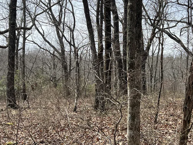 a view of a yard with trees