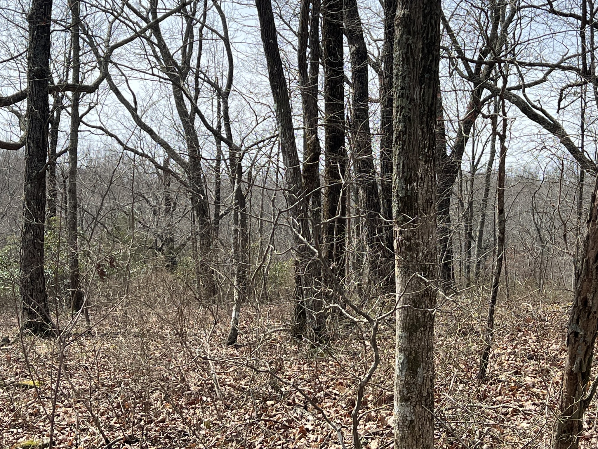 4441 Deer Run Road Pelham, TN 37366 - Photo 11 of 16 a view of outdoor space