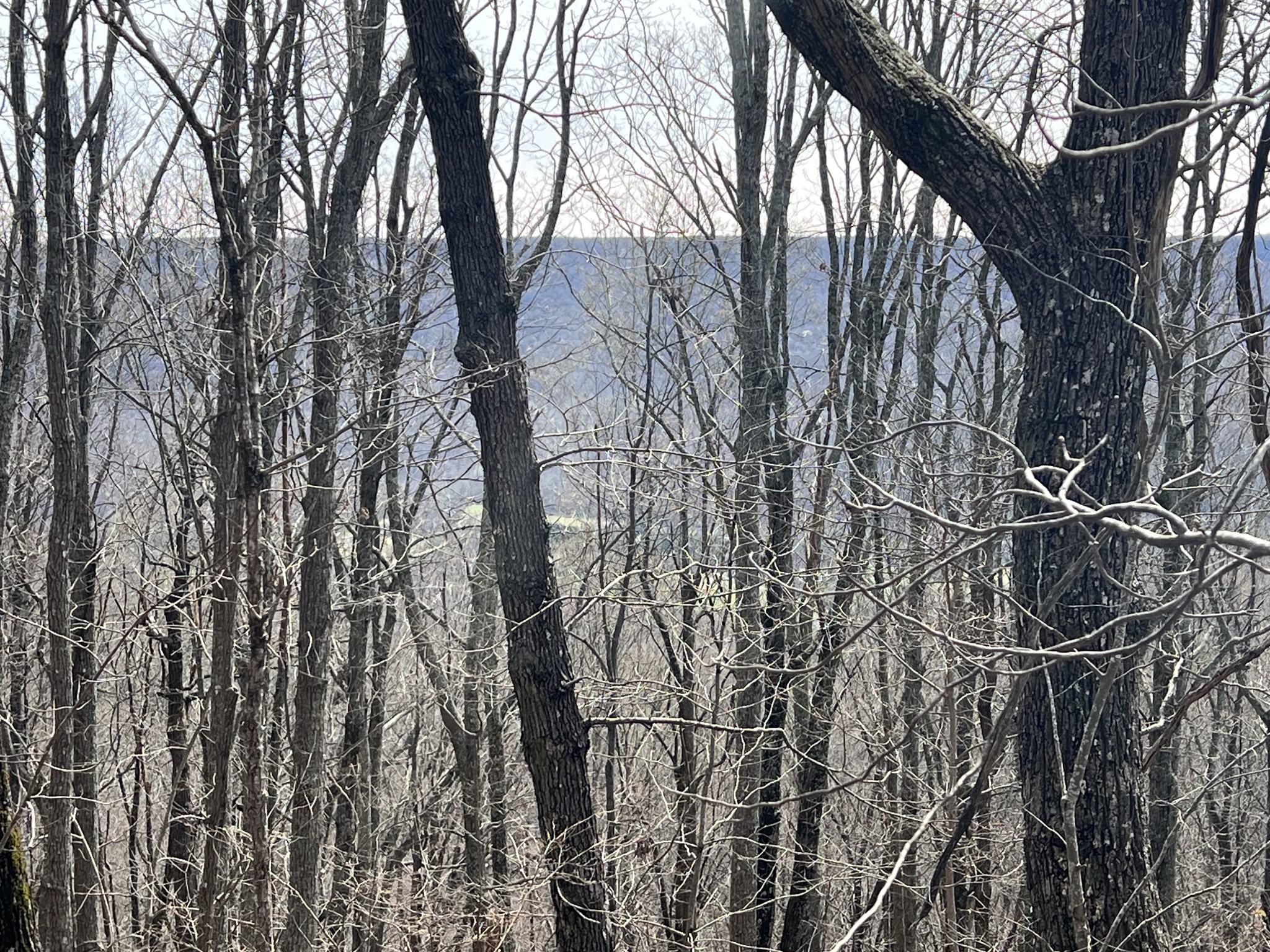 4441 Deer Run Road Pelham, TN 37366 - Photo 12 of 16 a view of tree in front of a house