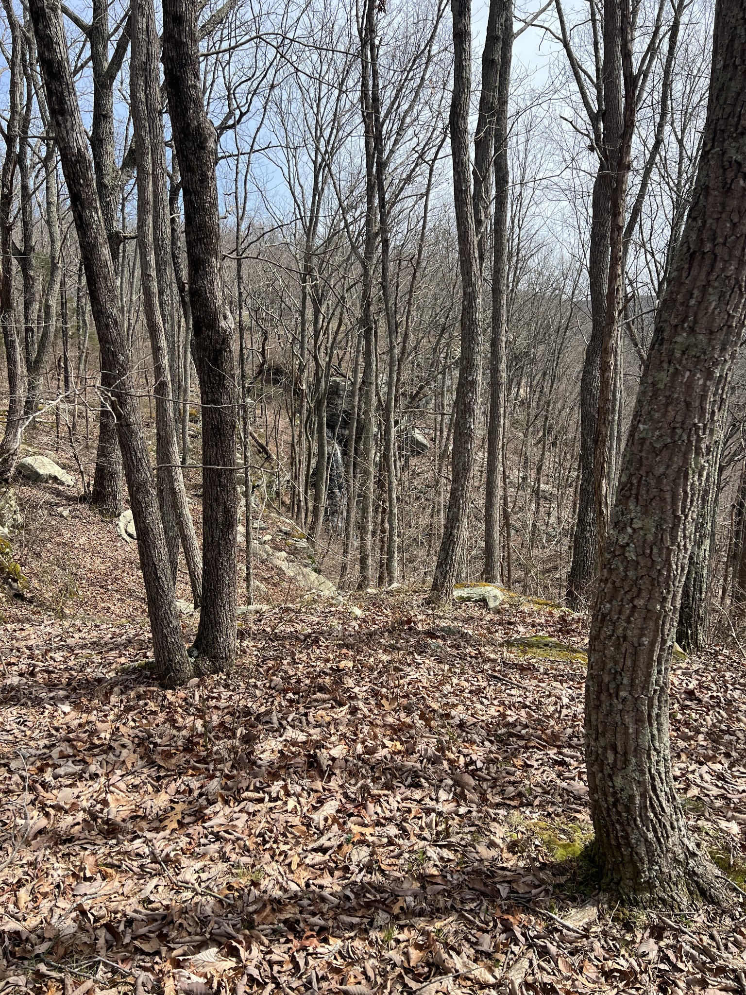 4441 Deer Run Road Pelham, TN 37366 - Photo 13 of 16 a view of a yard with trees