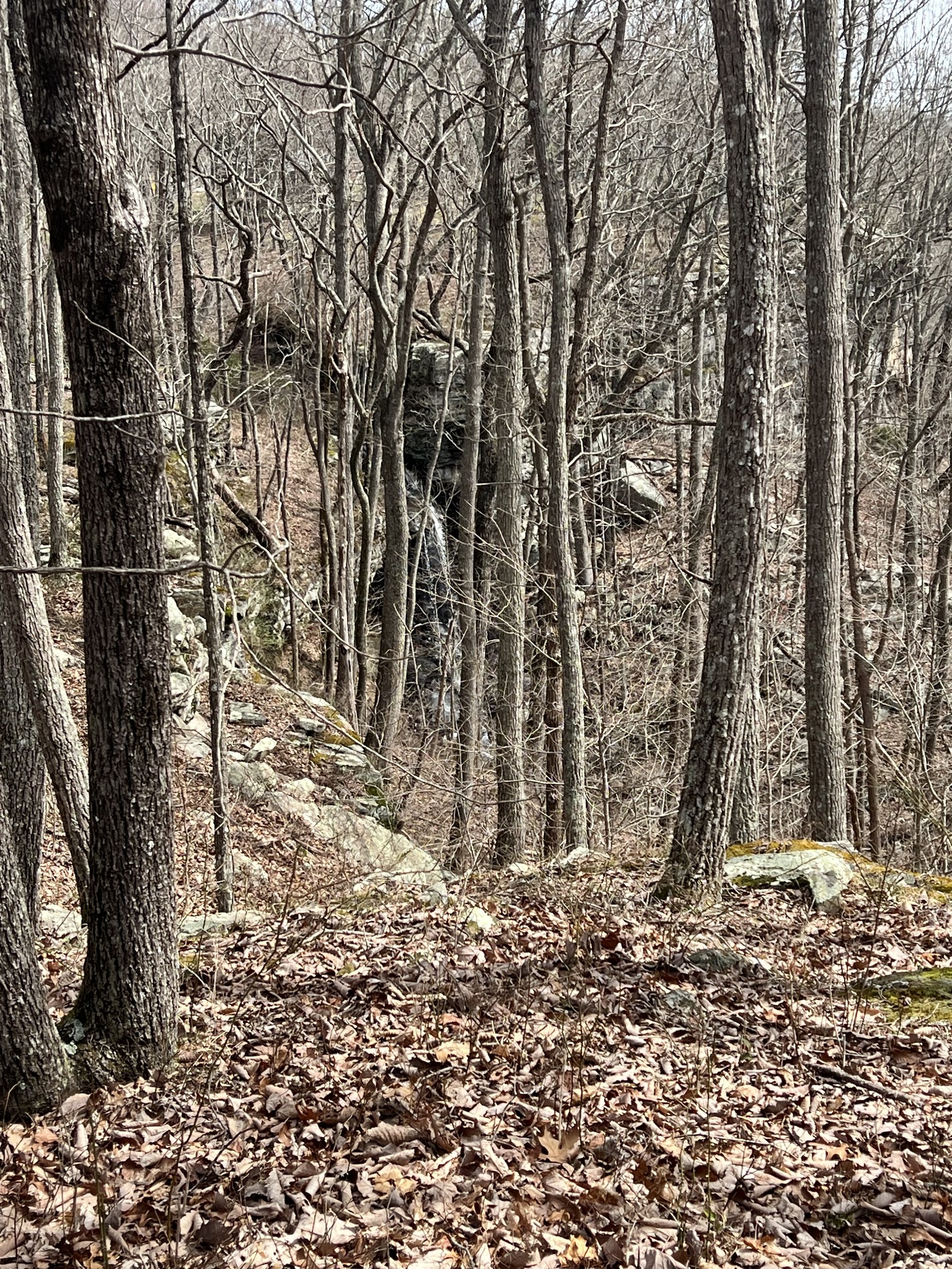 4441 Deer Run Road Pelham, TN 37366 - Photo 14 of 16 a view of a yard with trees