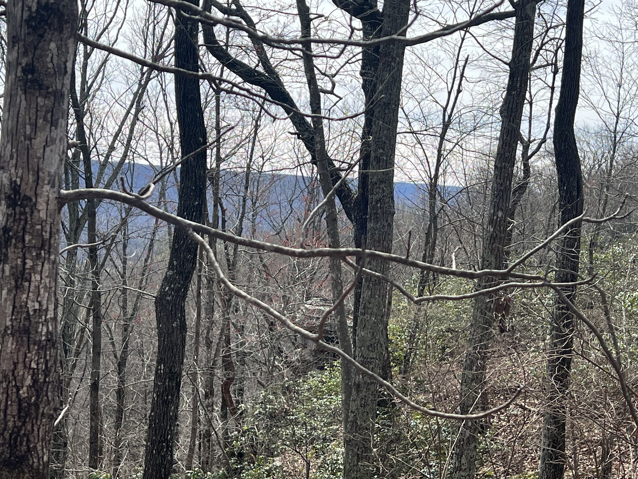 4441 Deer Run Road Pelham, TN 37366 - Photo 4 of 16 a backyard of a house with wooden stairs and deck