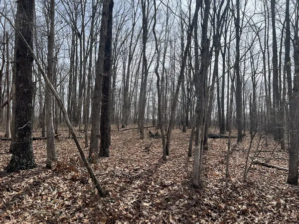 a view of a forest with trees in the background