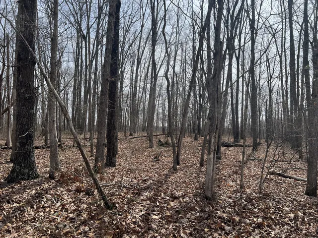 a view of a forest with trees in the background