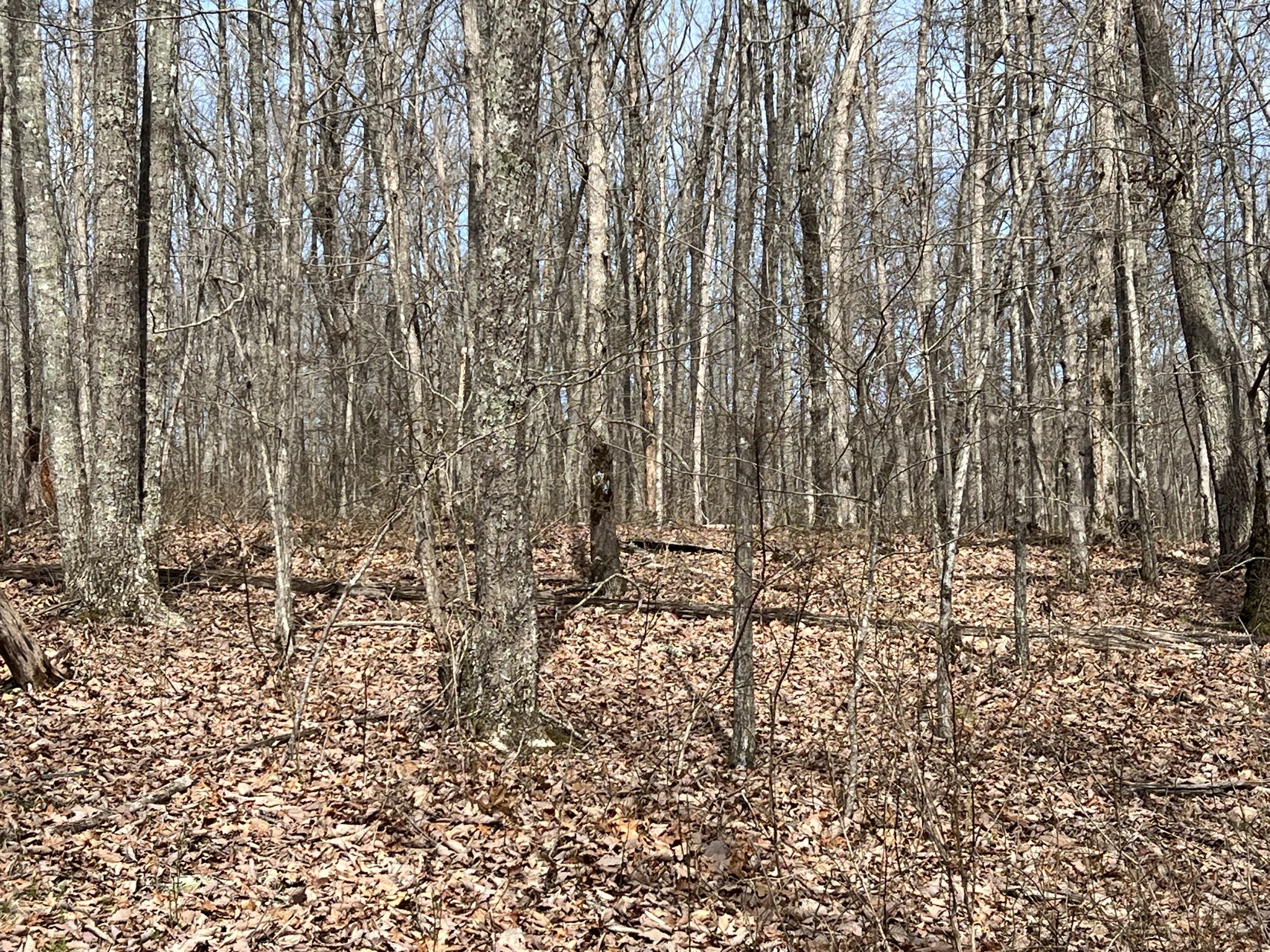 4441 Deer Run Road Pelham, TN 37366 - Photo 9 of 16 a view of a pathway with a yard