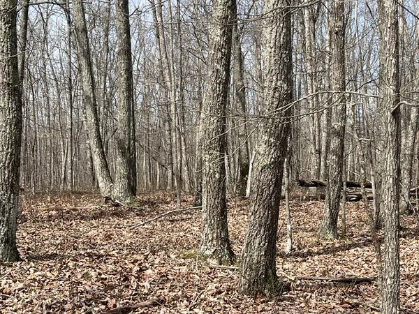 a view of tree in front of a house