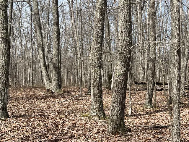 a view of tree in front of a house