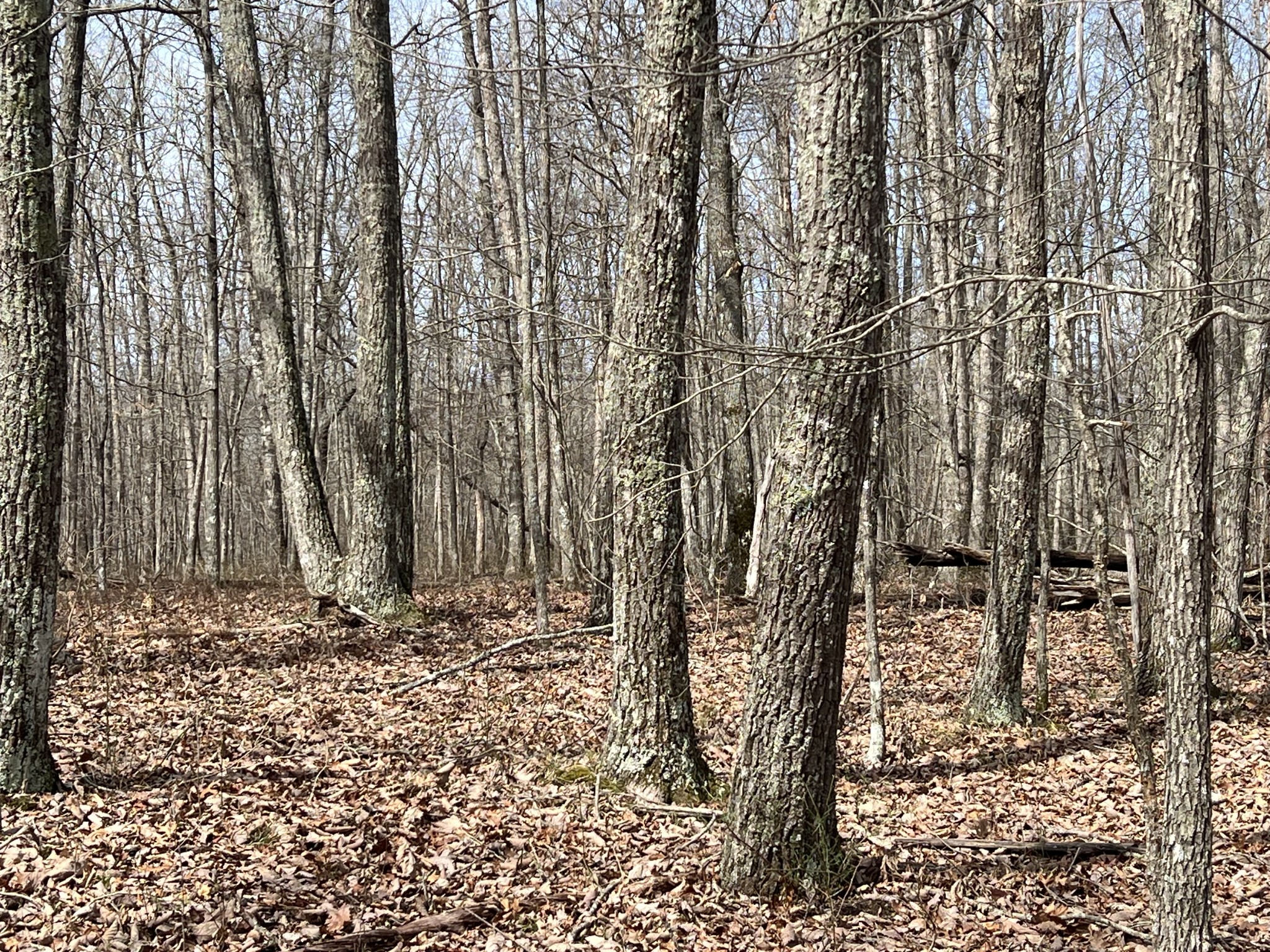 4441 Deer Run Road Pelham, TN 37366 - Photo 10 of 16