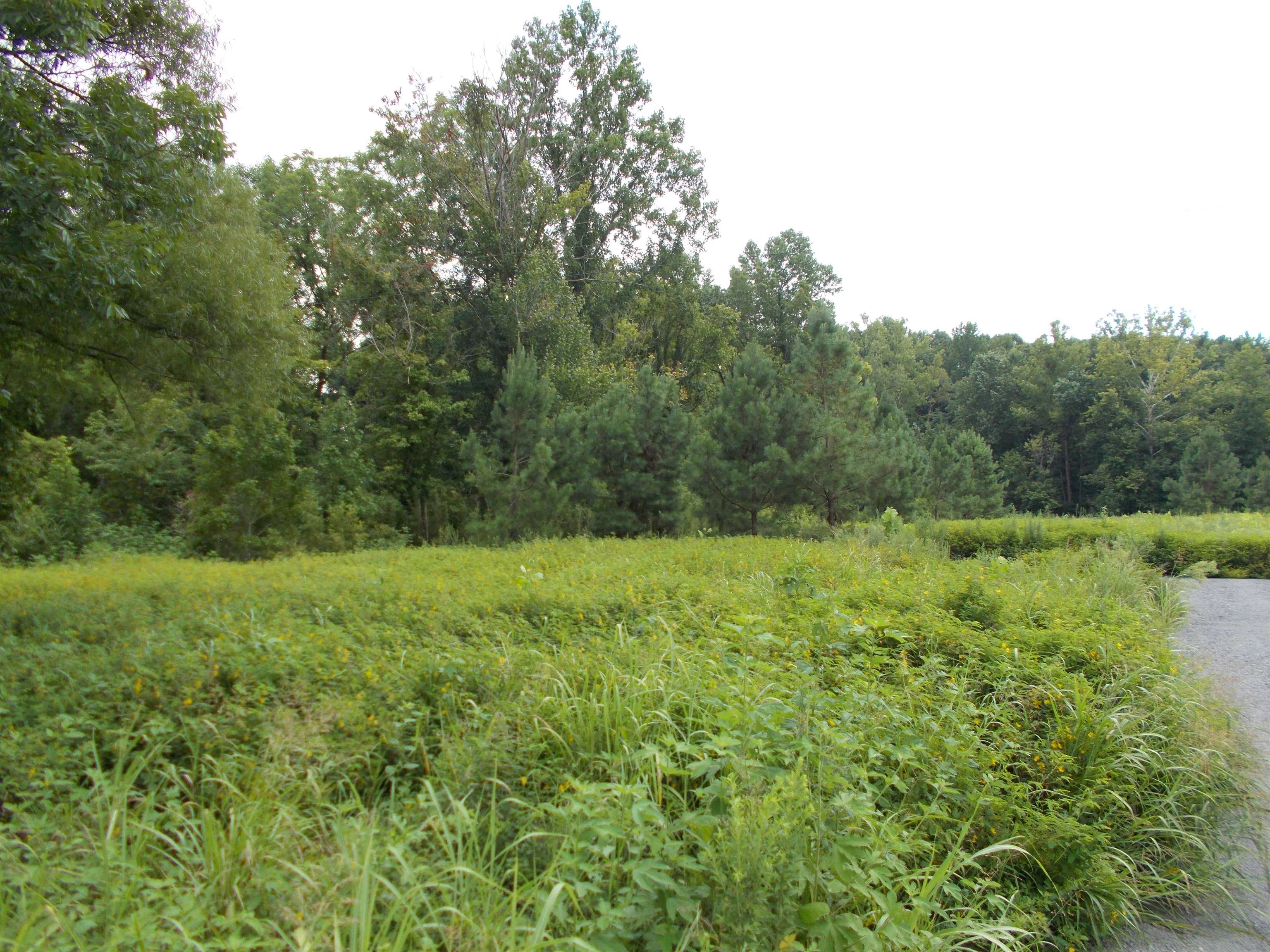 2800 Dr Lewis Road Ripley, TN 38063 - Photo 4 of 11 a view of a lush green space