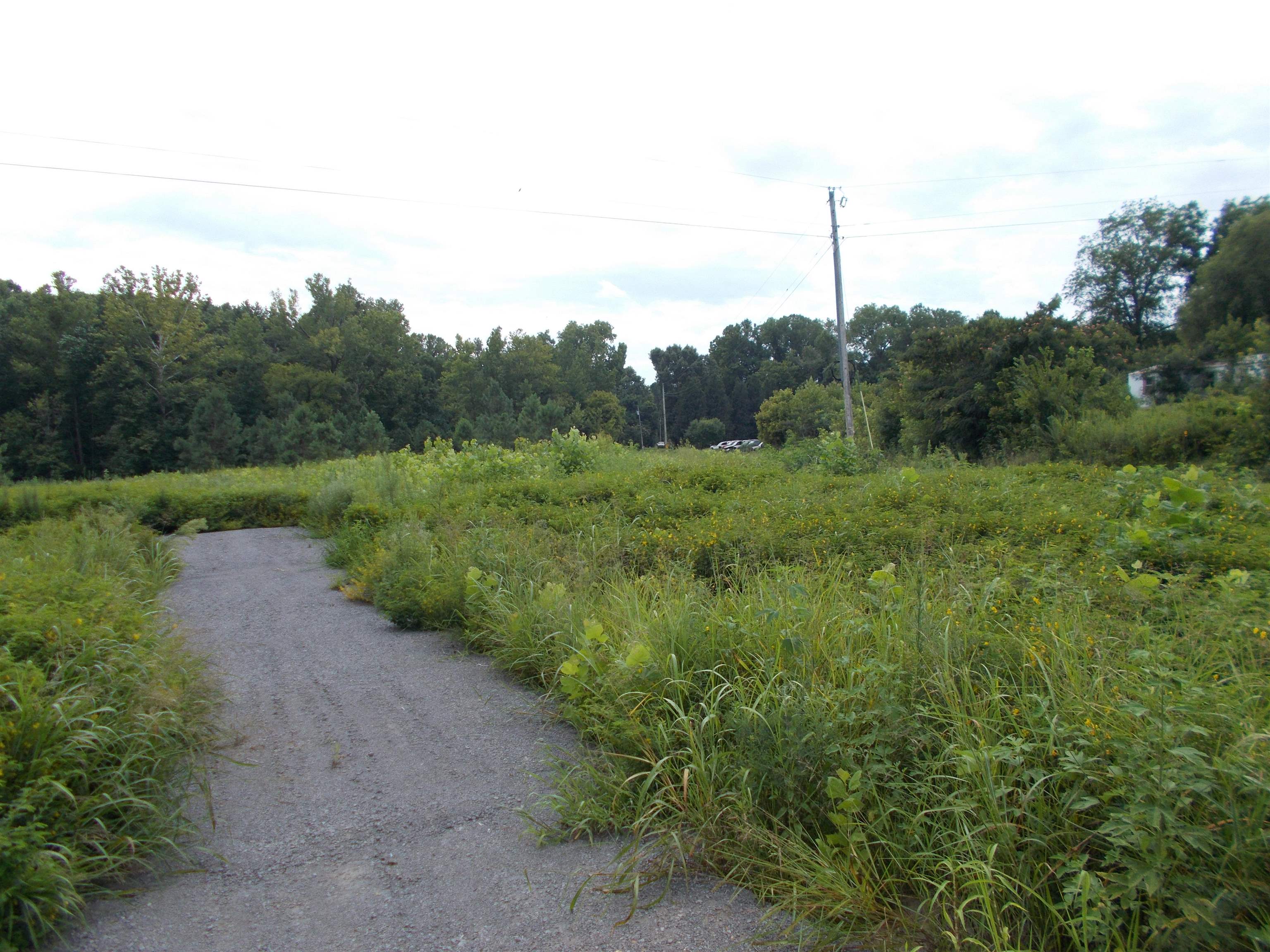 2800 Dr Lewis Road Ripley, TN 38063 - Photo 5 of 11 a view of a field with a tree in it