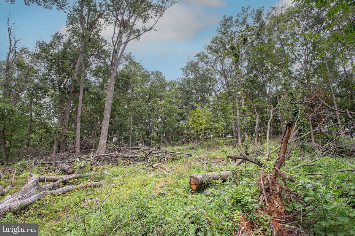2325 York Road Gettysburg, PA 17325 - Photo 43 of 63 a view of a yard with large trees