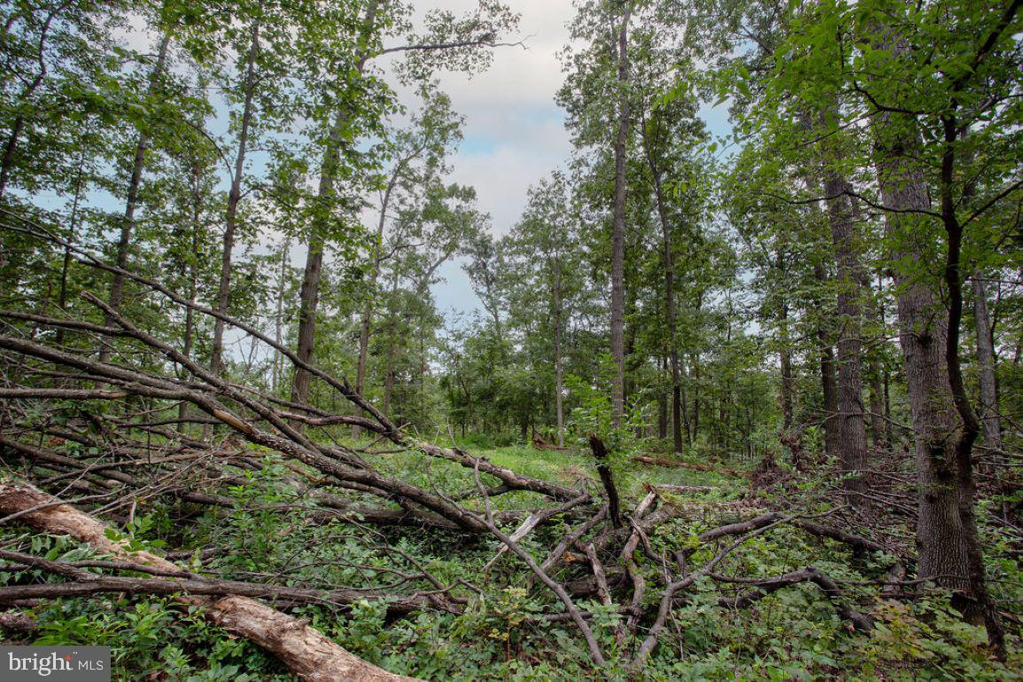 2325 York Road Gettysburg, PA 17325 - Photo 45 of 63 a view of a forest with a forest