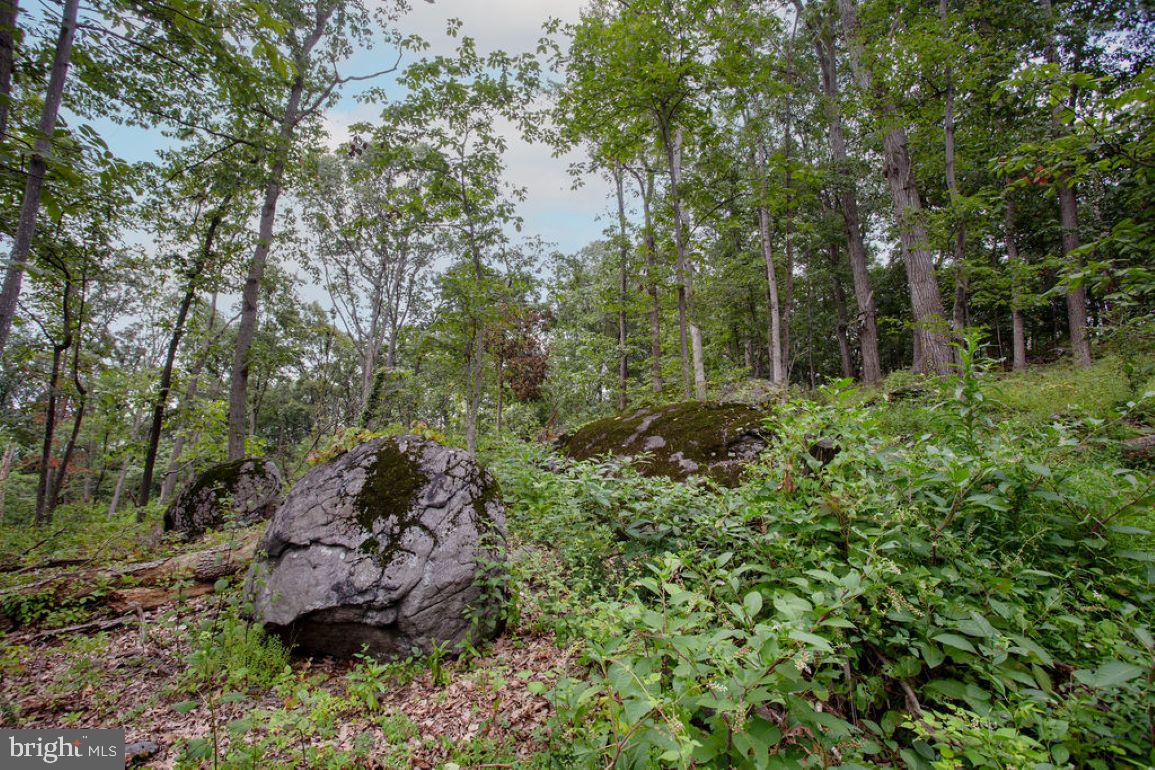 2325 York Road Gettysburg, PA 17325 - Photo 46 of 63 a view of a garden with a tree