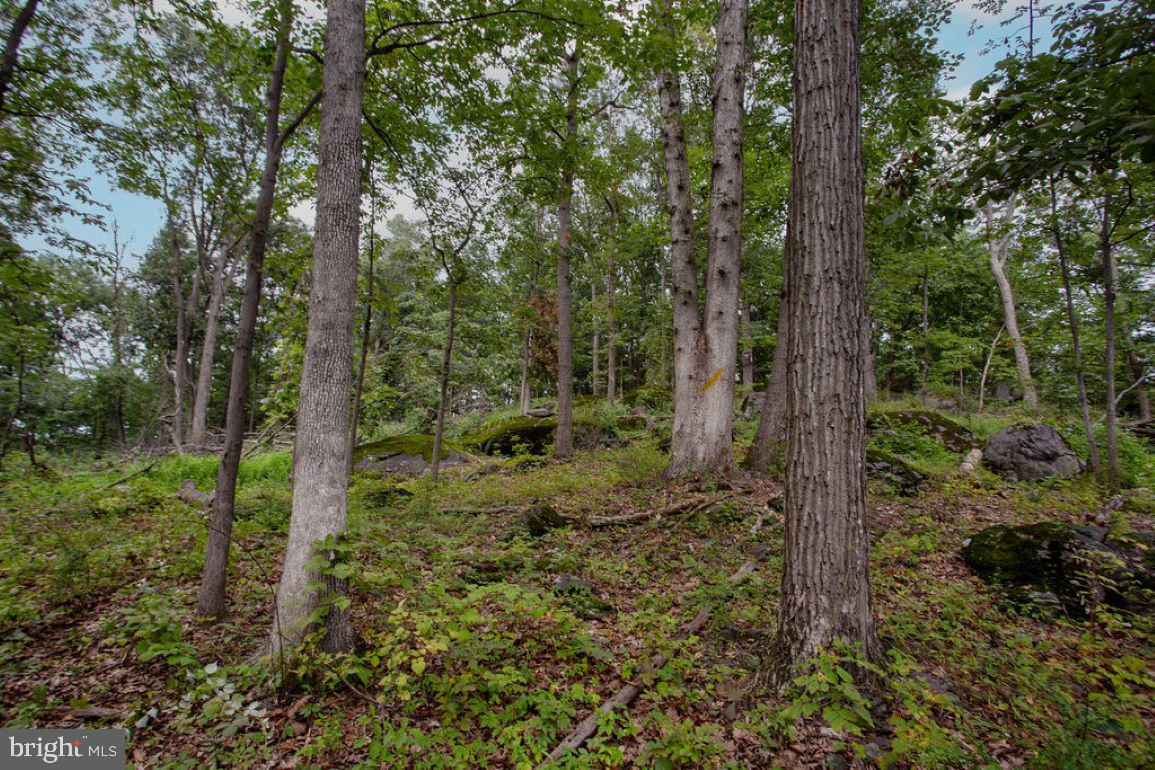 2325 York Road Gettysburg, PA 17325 - Photo 48 of 63 a view of a forest with trees