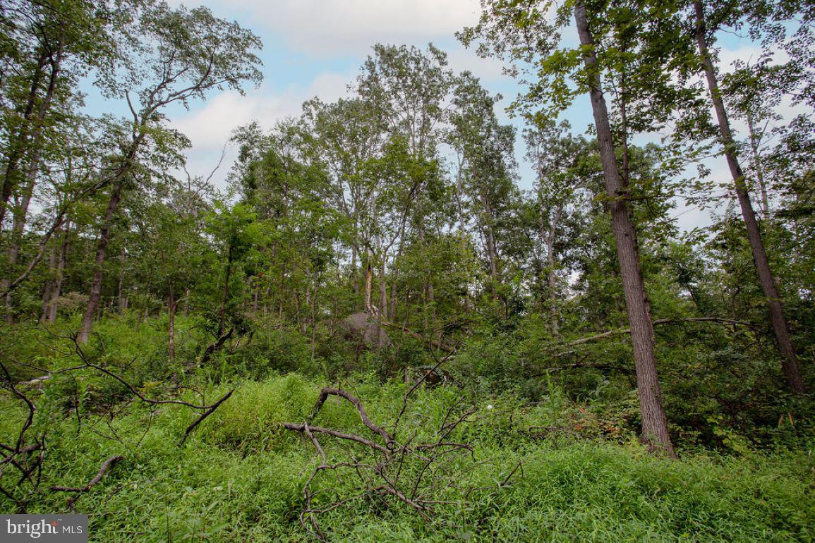 2325 York Road Gettysburg, PA 17325 - Photo 50 of 63 a view of a lush green forest with large trees