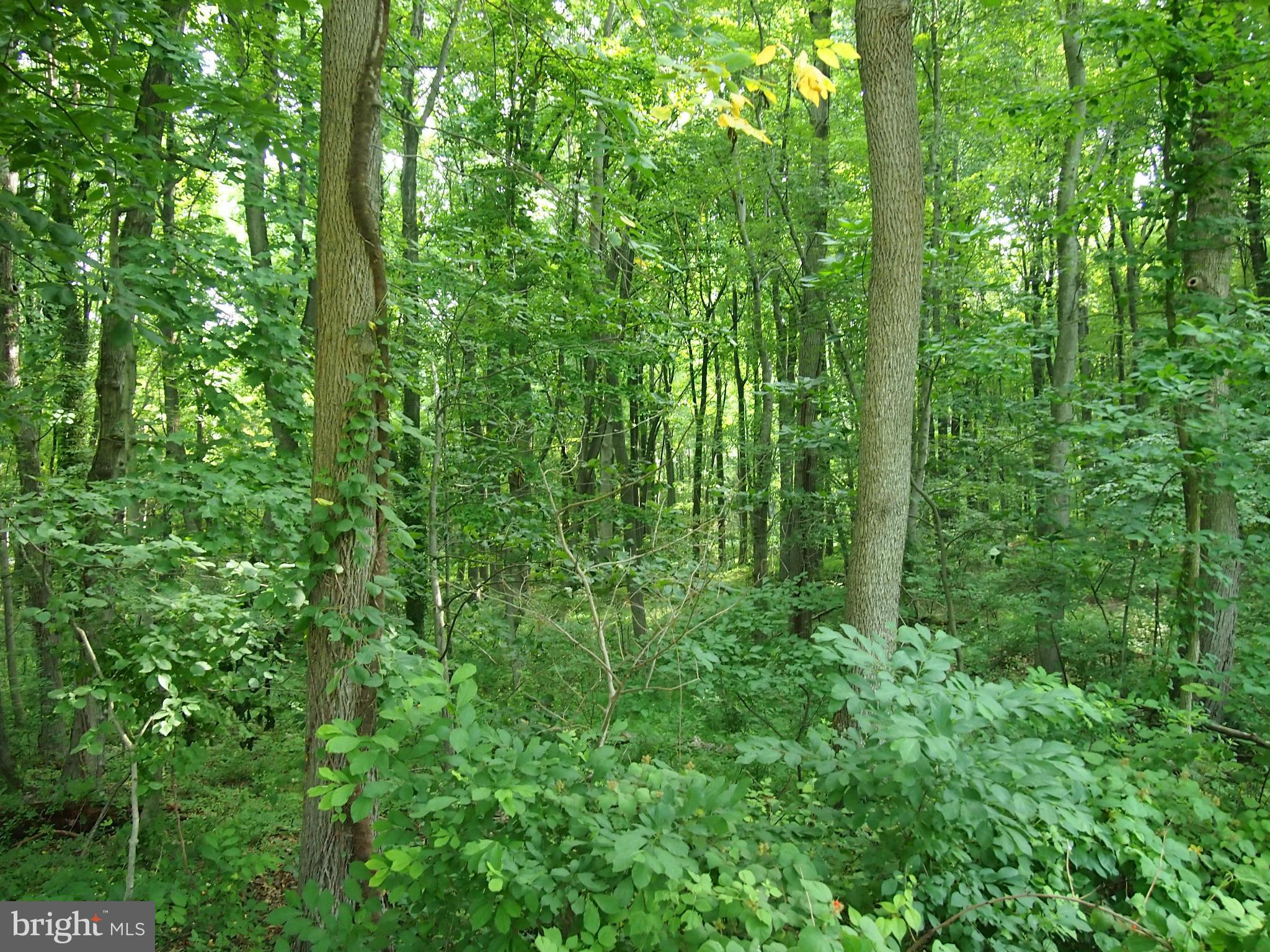 Millers Mill Road Cooksville, MD 21723 - Photo 3 of 6 Exterior (General)