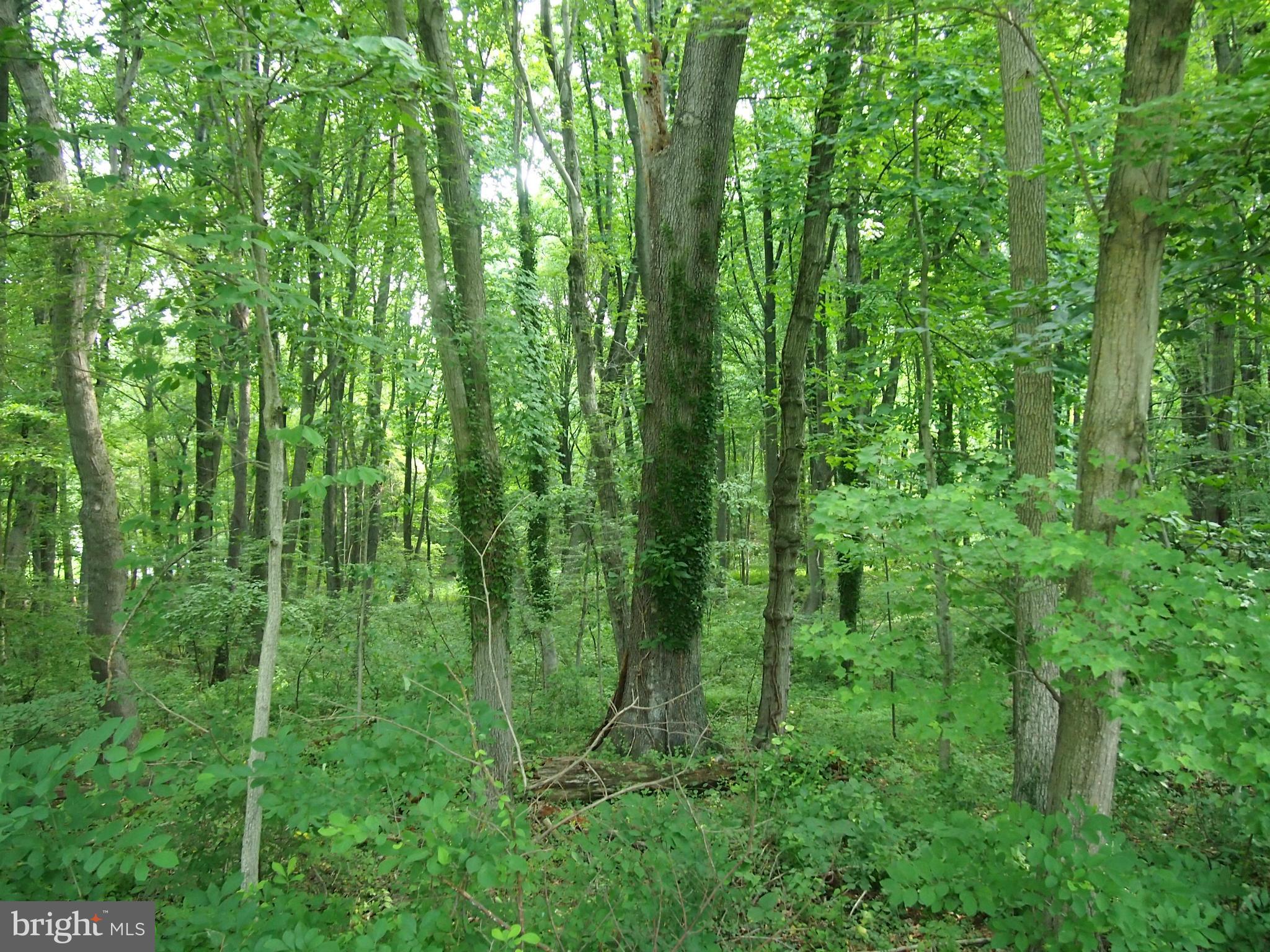 Millers Mill Road Cooksville, MD 21723 - Photo 6 of 6 Exterior (General)