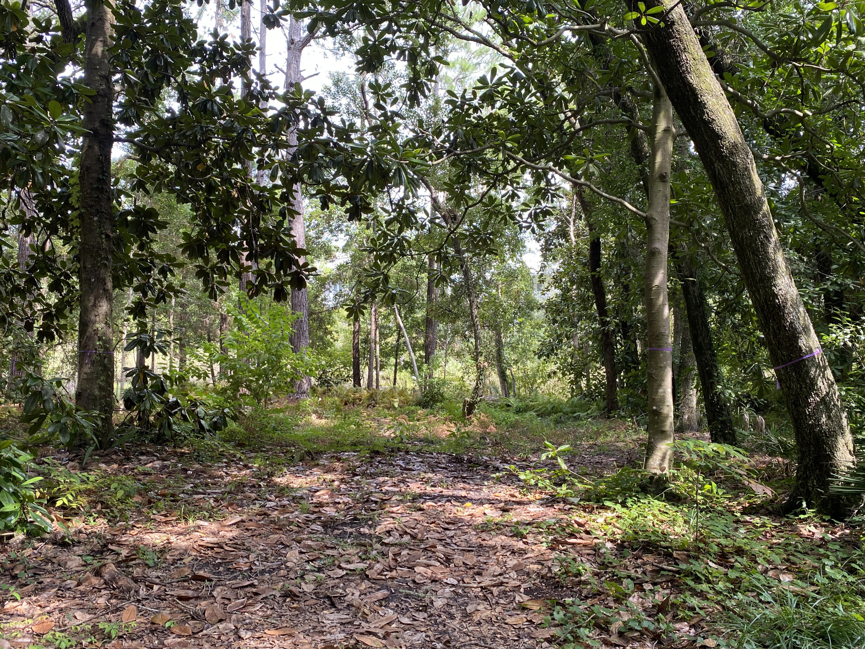 Lot 6 Grayton Trails Road Santa Rosa Beach, FL 32459 - Photo 7 of 16 a big yard with lots of green space and trees